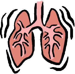 lungs