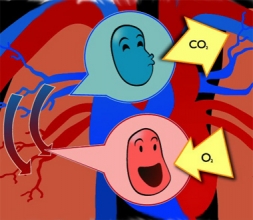 studyjams-circulatory-system