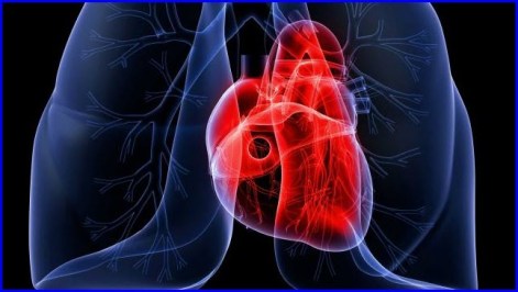 lung-heart