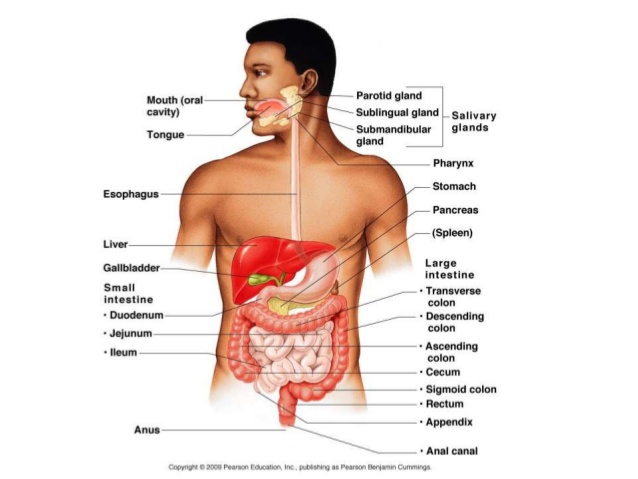 the-aging-gastrointestinal-tract-4-638