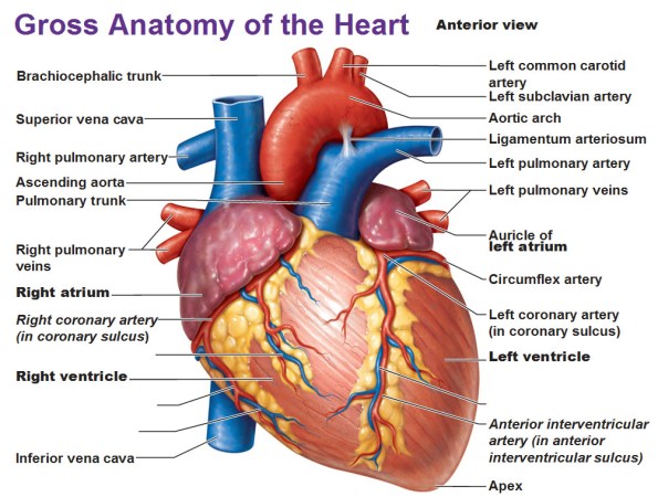 gross-anatomy-of-the-heart-anterior-view (1)